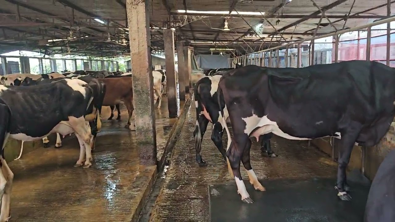 19 খামার ব্যবসায় কি আপনার আসা উচিত নাকি উচিত নয়!#cowfarming #cow #cattleworld 