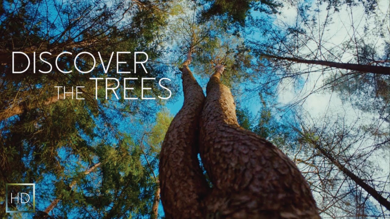 Wind in the Trees 🌲 Passing Clouds, Birdsong & Forest Ambience - 1 Hr Nature ASMR