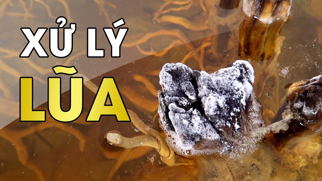 Cách Xử Lý LŨA Cho Bể THỦY SINH • AquaTV