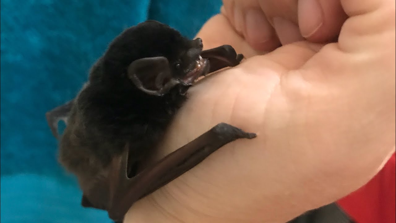 Gould’s Wattle Micro Bat in care