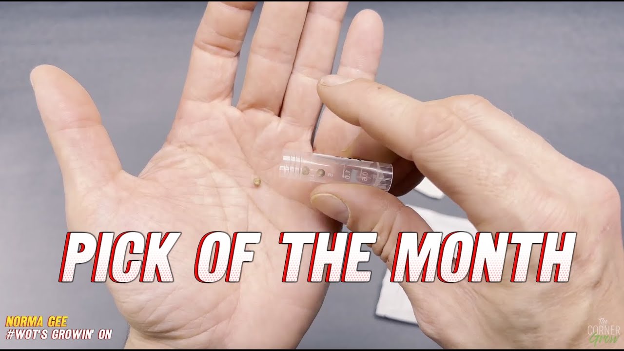 The Corner Grow | PICK OF THE MONTH | Nov 2025 | Wots growin on