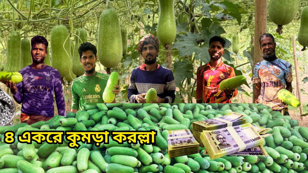 দেশিতেই লাভ বেশি || অল্প করে শুরু করুন অভিজ্ঞতা হলে বাড়ান || kumra || কুমড়া||করল্লা .