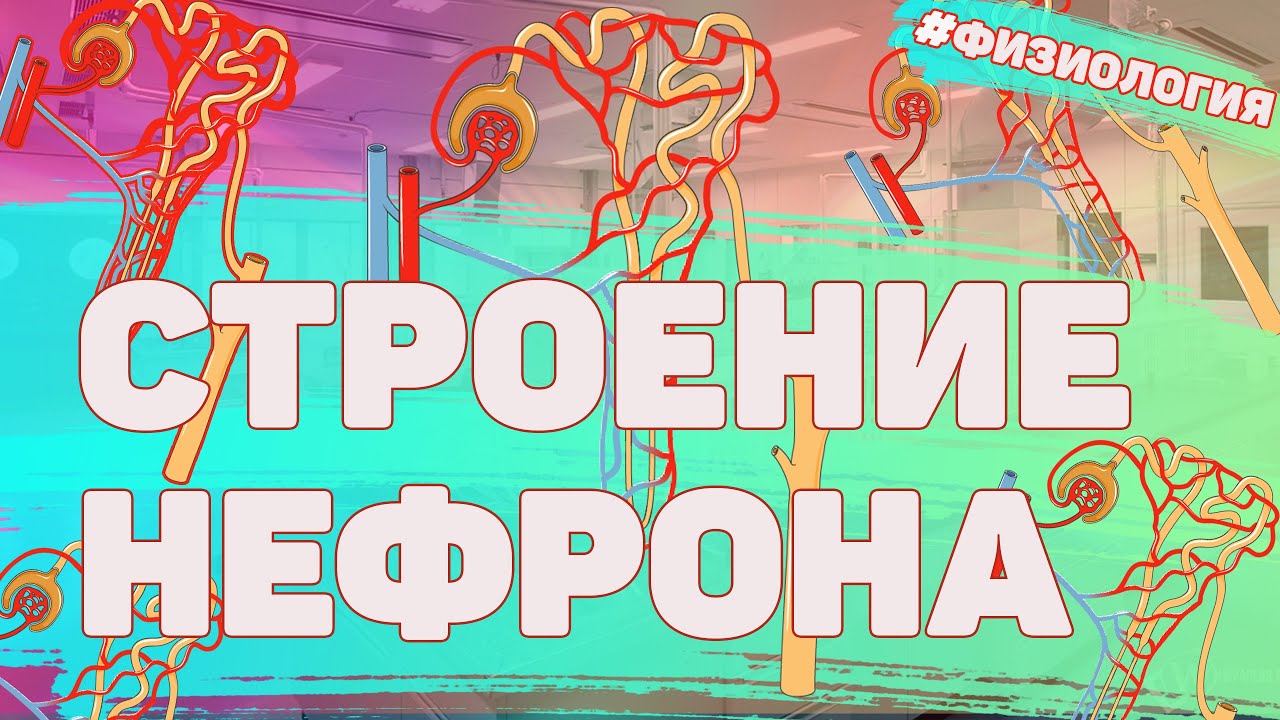 Нефрон / Строение и функции / анатомия / строение / ФИЗИОЛОГИЯ ЧЕЛОВЕКА