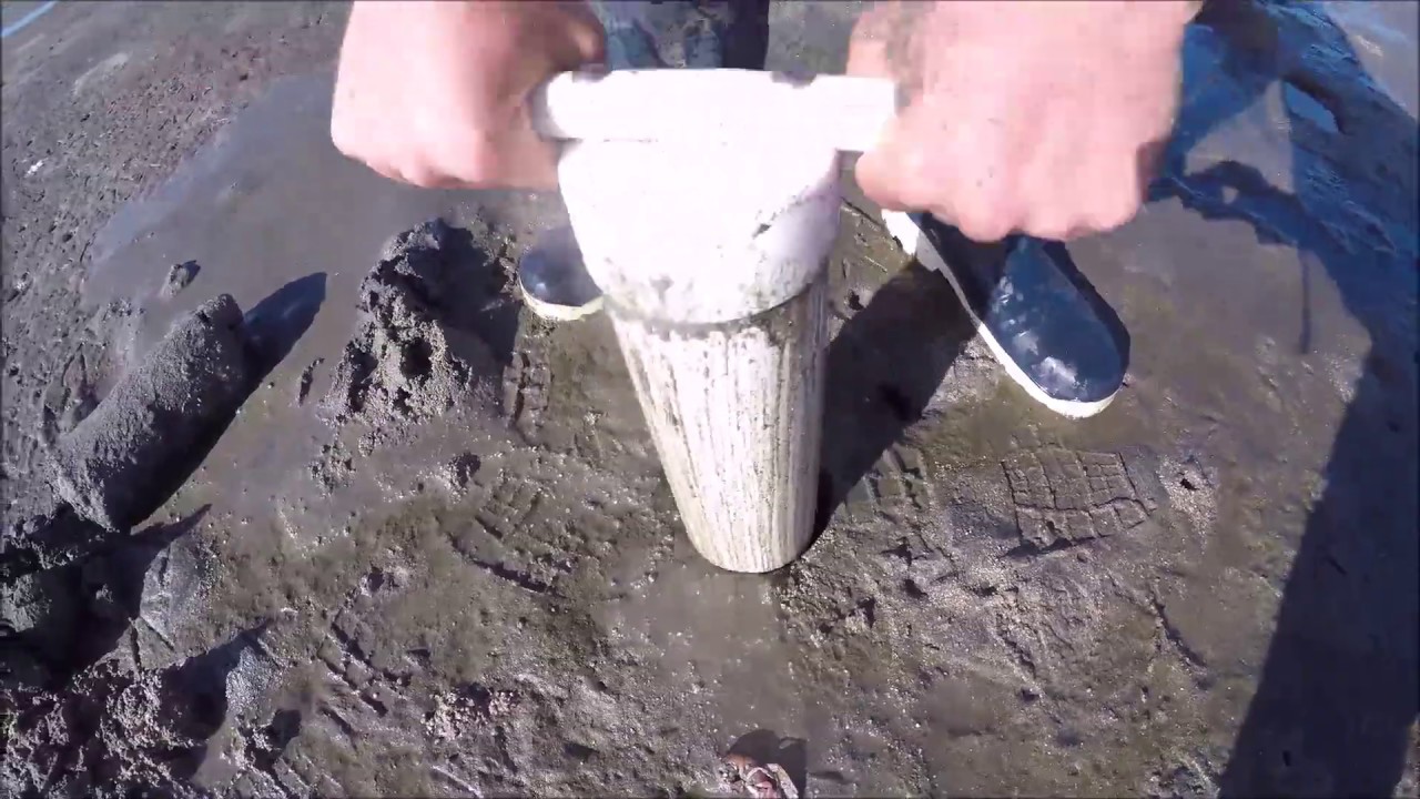 Hand-Pumping Live Ghost shrimp and Pile Worms for Sturgeon and Striper Bait.