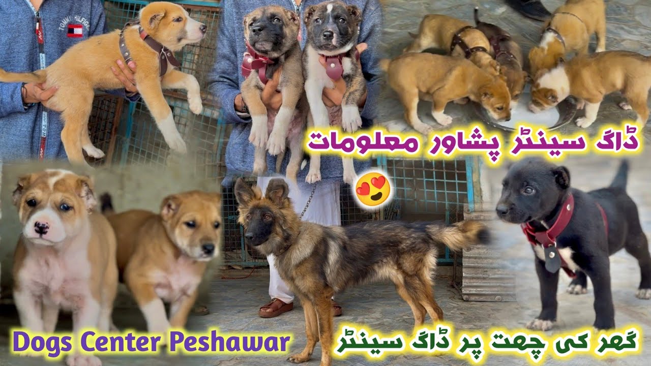 Dogs Setup In Peshawar Afghan Kochi & Alabai & GSD Dogs | Dogs Information| Dogs Center Peshawar