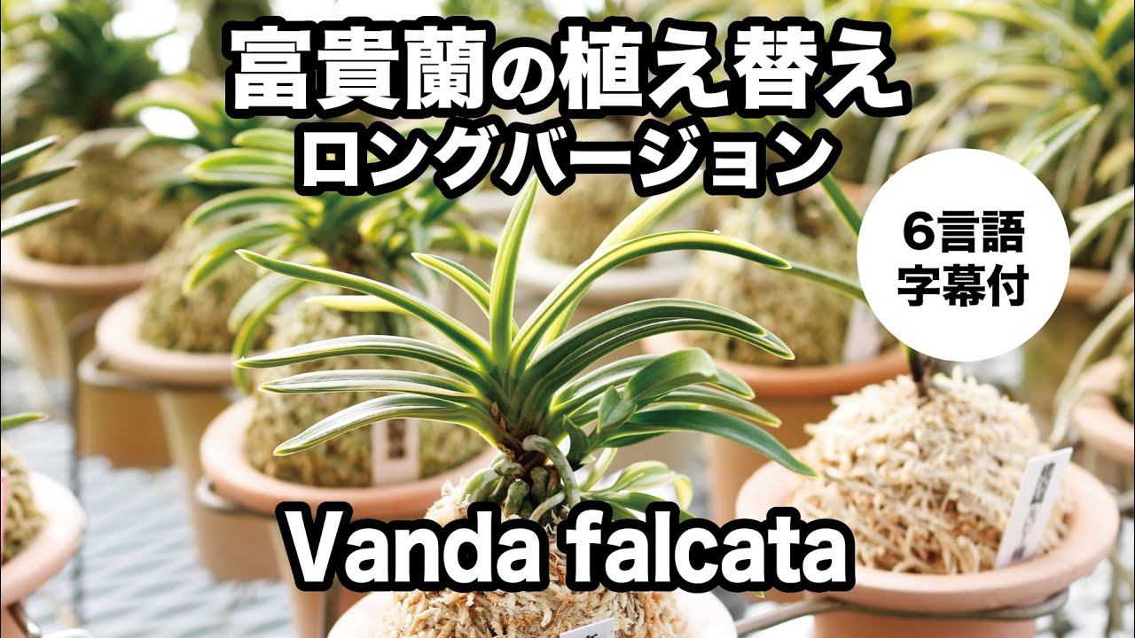 ロングバージョン富貴蘭の植え替えTOKYO酒田編