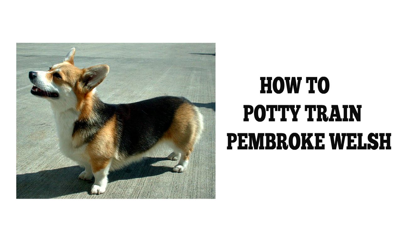 How To Quickly Potty Train Pembroke Welsh