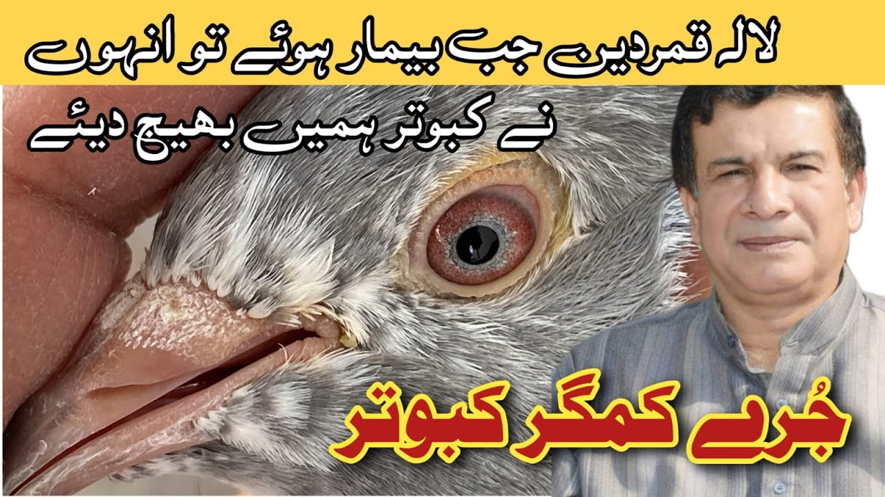 Jurry Kabootar by M Naeem Bhatti