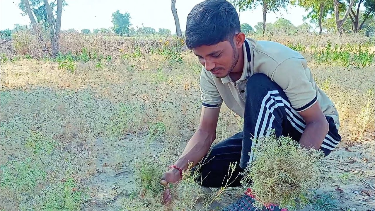 Jeera Aise Toda jata hai  😀