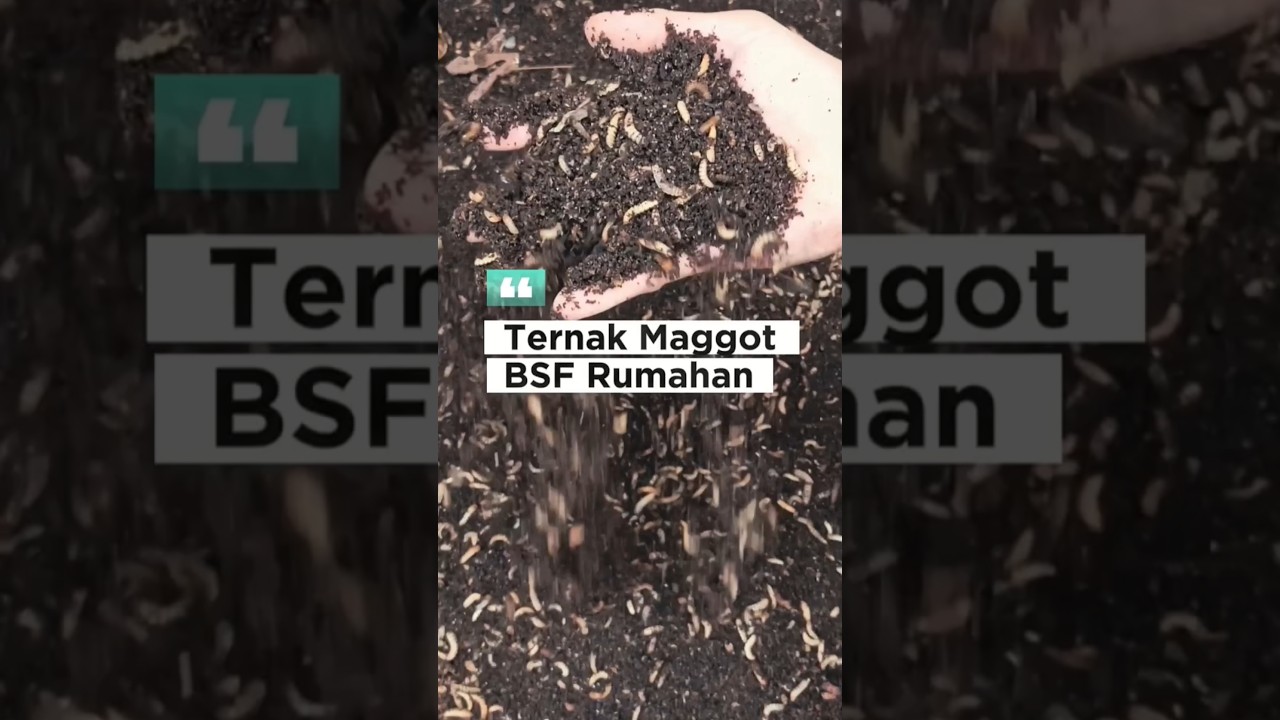 WAJIB COBA!! Cara Budidaya Maggot BSF Rumahan dari Awal Hingga Panen #maggotbsf #blacksoldierfly