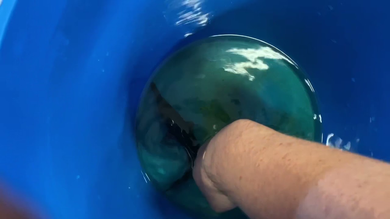 Adding a Big Green Bird Wrasse to my 370 gallon CADE aquarium!