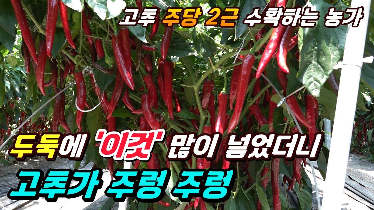 고추 주당 2근 수확하는 농가, 두둑에 이것을 많이 넣었더니?