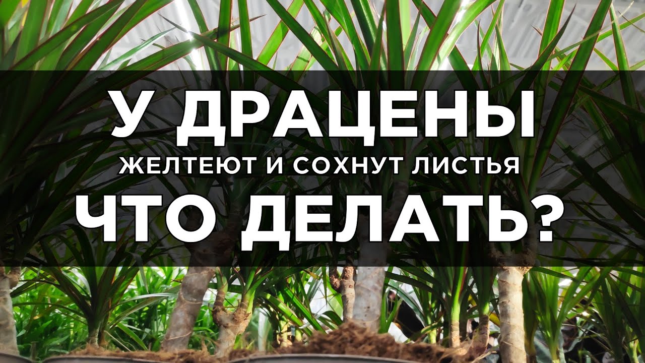 Желтеют и сохнут листья у драцены. Что делать?