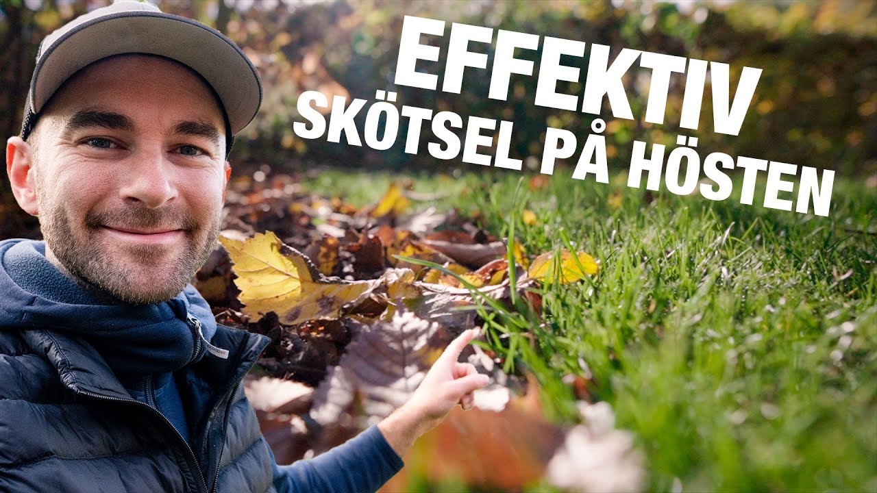Gräsmatteskötsel på hösten