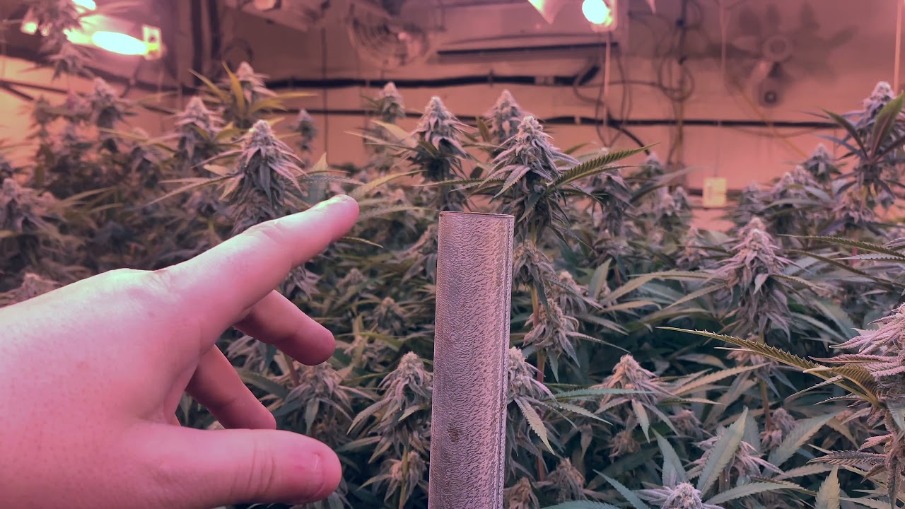 Day 35 Of Flower. Grape Rock Candy, Polyshore from @thctitan
