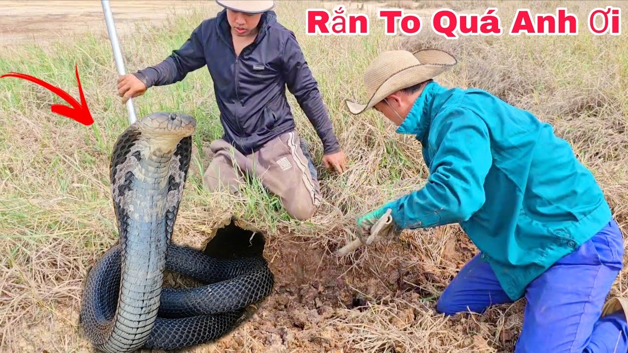 Chủ Trang Trại Gà Cầu Cứu Hai Anh Em Khi Phát Hiện 1 Ổ Rắn Hổ Mang Trong Chuồng Gà