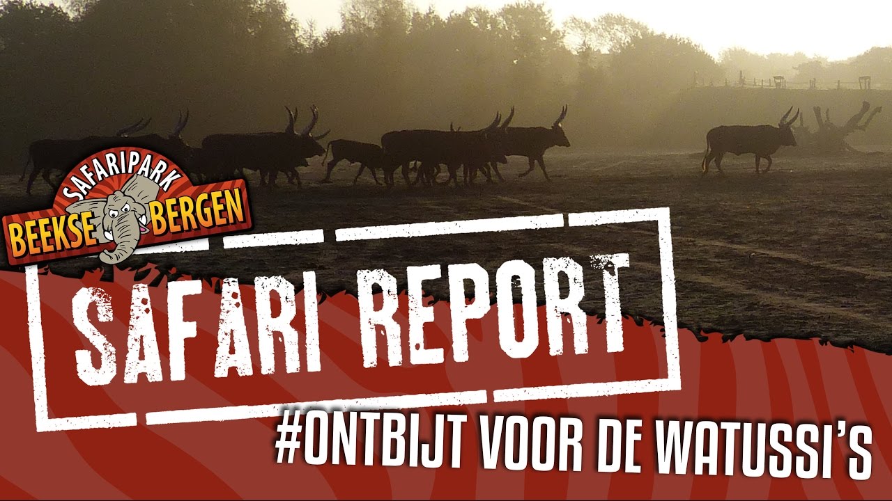 SAFARI REPORT | #32 ONTBIJT VOOR DE WATUSSI'S