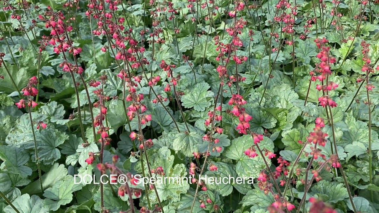 Different Colors of Heuchera