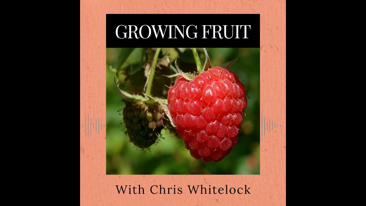Episode 362: Growing Fruit