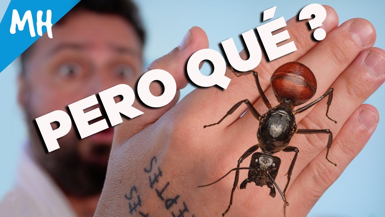 Compro 4 de las HORMIGAS más RARAS del MUNDO! Una se alimenta de sangre! qué?? 😂 - Especial Navidad