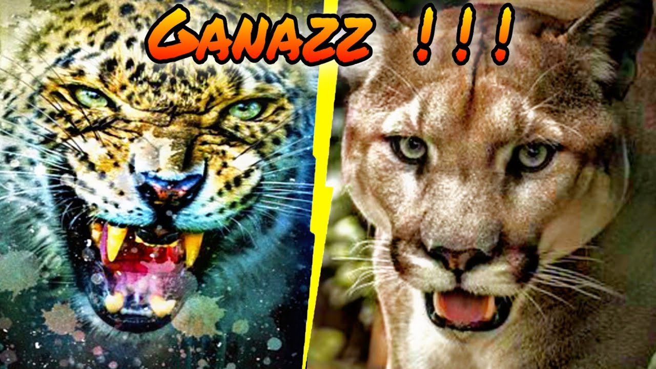 Macan Tutul vs Puma || Leopard vs Cougar