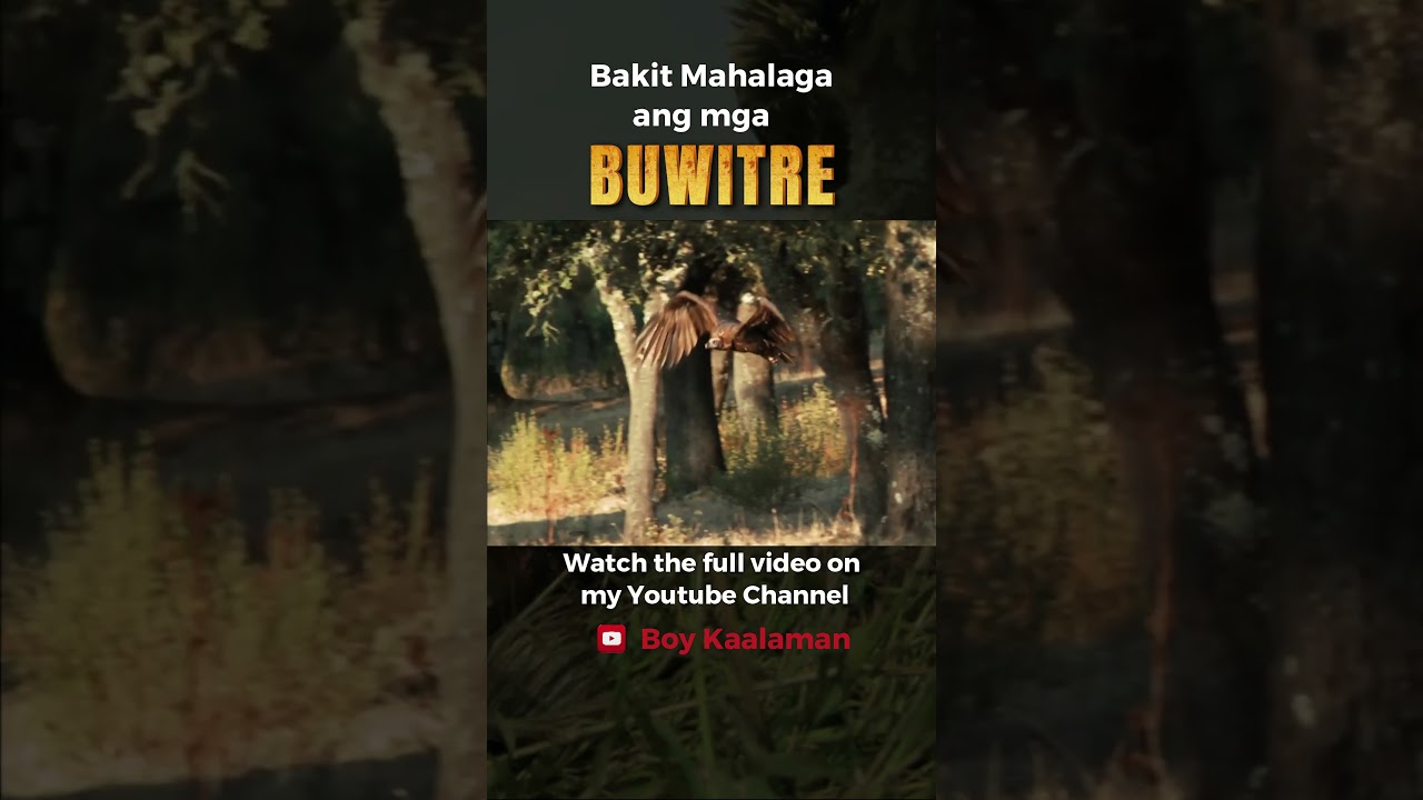 ANO ANG ESPESYAL SA MGA BUWITRE ? #volutres #documentary