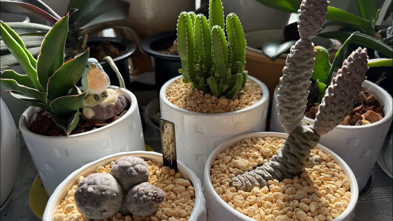 Trasplante de cactus 🌵😍