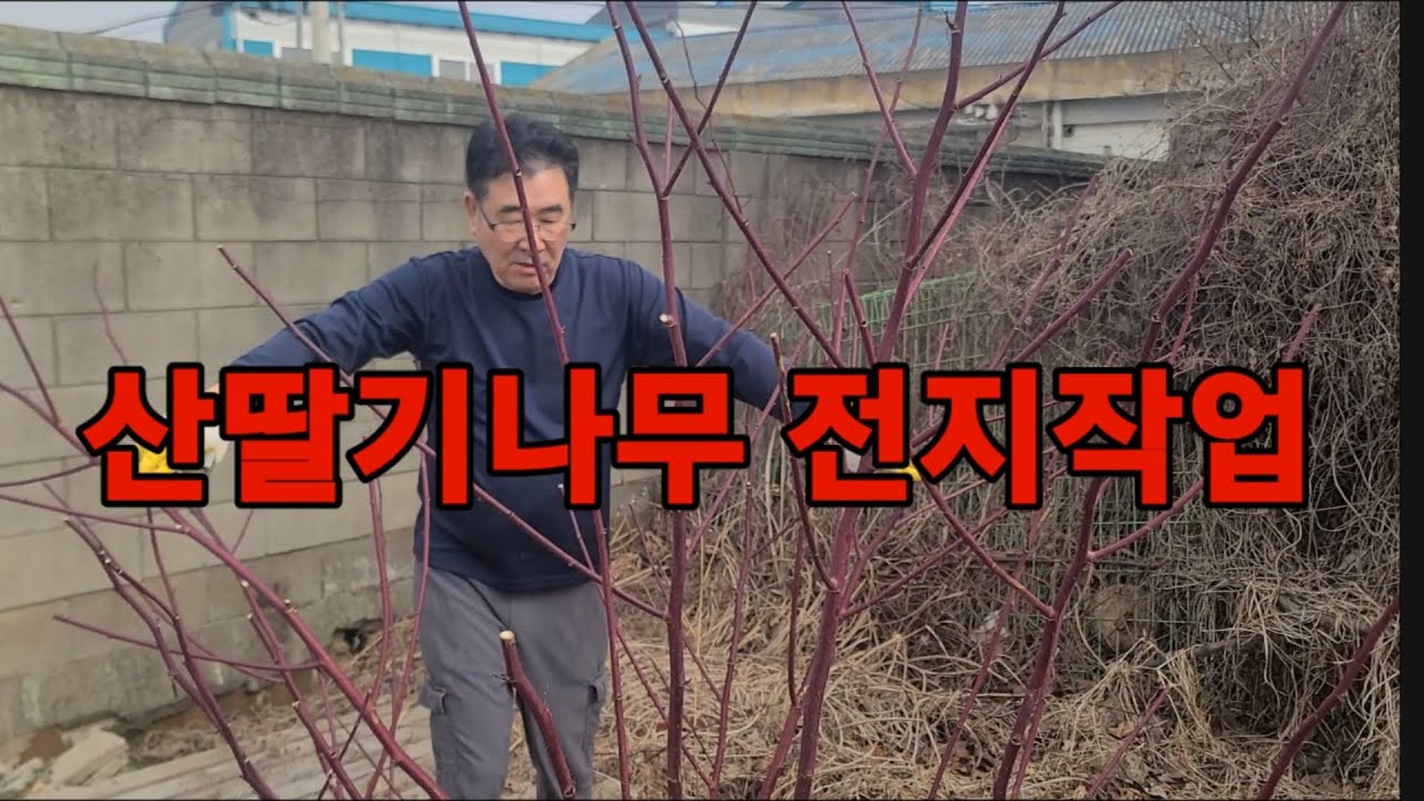 ♡산딸기나무 전지작업♡