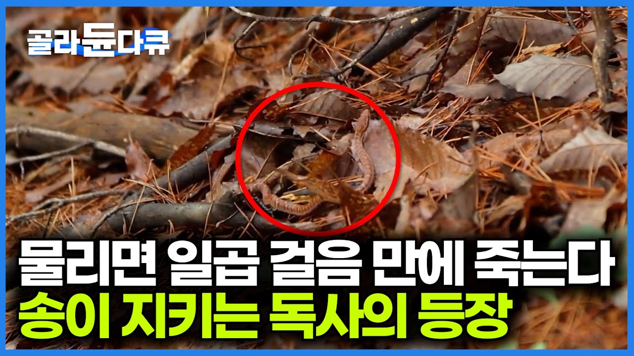 산에 송이가 널렸는데 온통 뱀 천지다. 가을 산행 후 얻은 재료로 차린 밥상｜한국기행｜#골라듄다큐