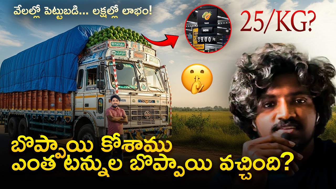 పపాయా సాగు A-Z: ఎకరానికి ఎన్ని టన్నులు? వర్షాలు లాభమా? 🥭 | ప్రస్తుత మార్కెట్ ధర! 💵 | Day - 19