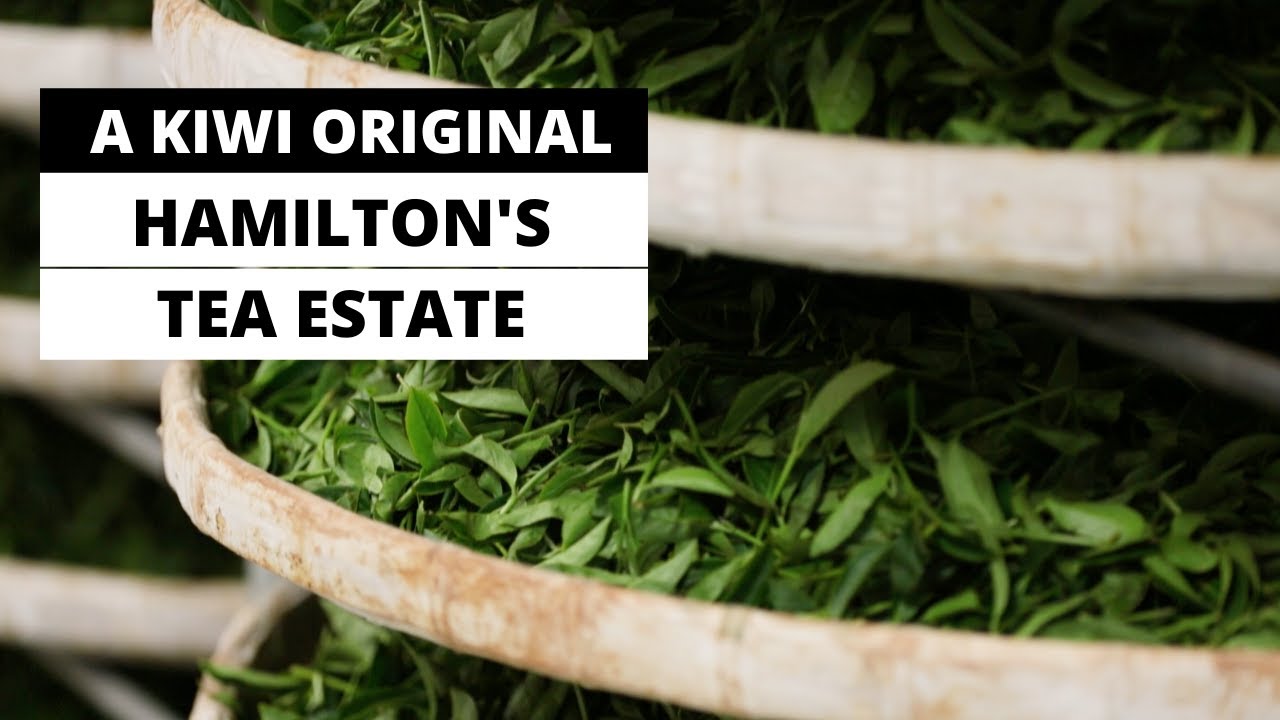 A Kiwi Original - Zealong Tea Estate  | Hamilton