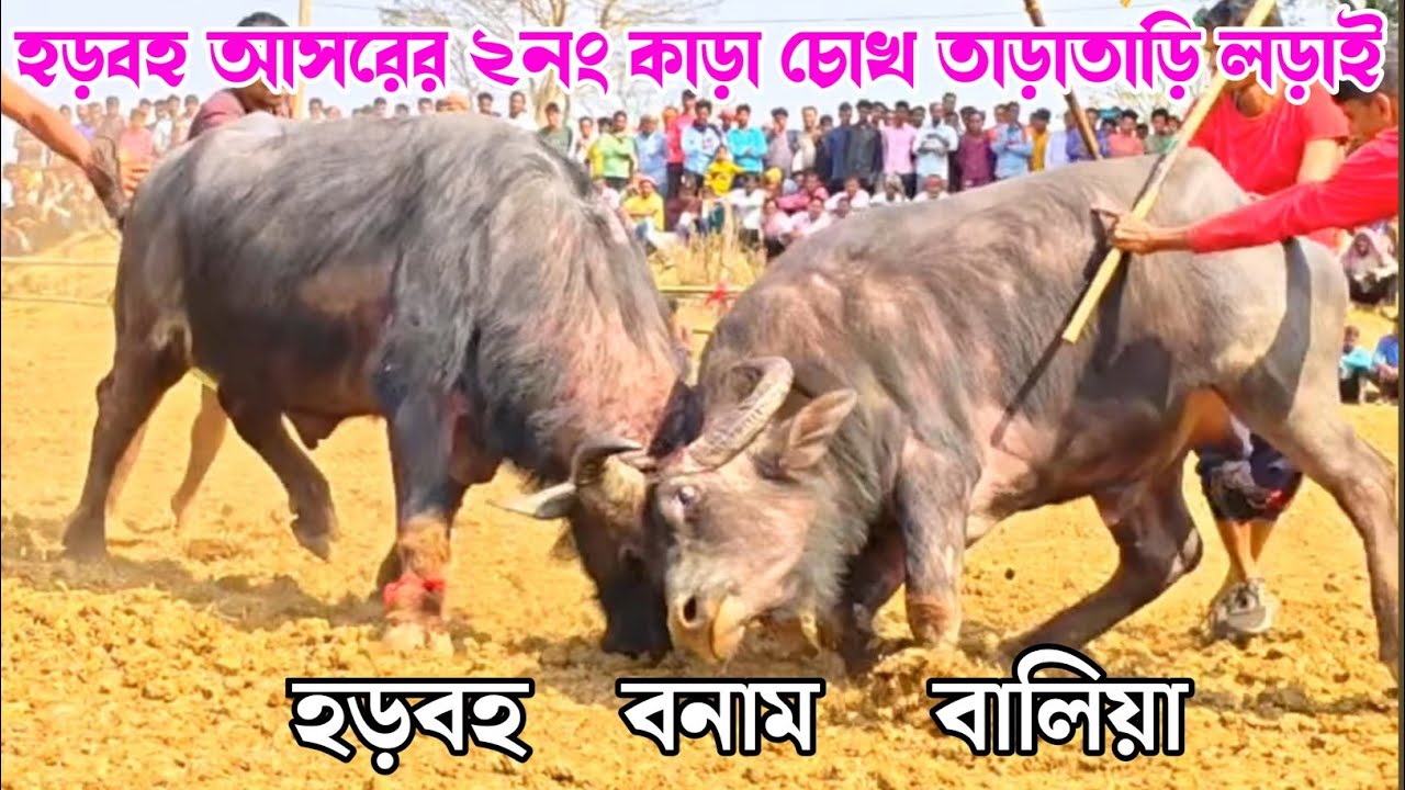 হড়বহ আসরের ২নং কাড়ার লড়াই | Kara Lorai | Purulia Kara Larai 2026 | আজকে কাড়া লড়াই |