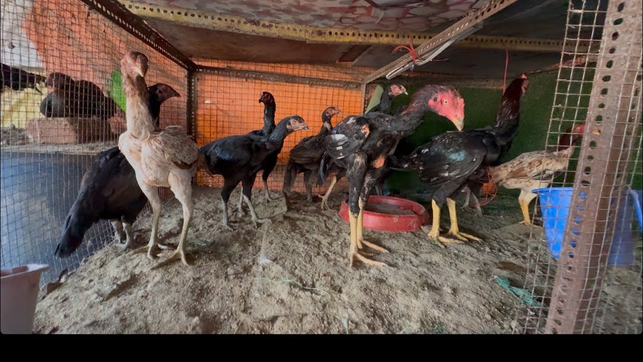 Visit the Arif Aseel farm (9322665668)￼