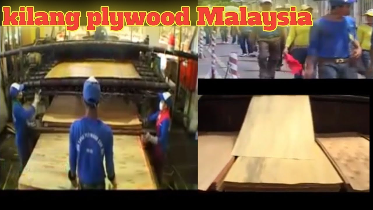 Pabrik / kilang plywood terpopuler di Sarawak Malaysia || shinyang plywood SDN bhd