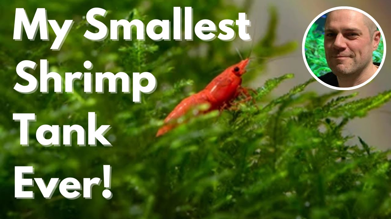 The Smallest Red Cherry Shrimp Tank I Ever Made - 1/2 GALLON (2 LITER) SHRIMP TANK