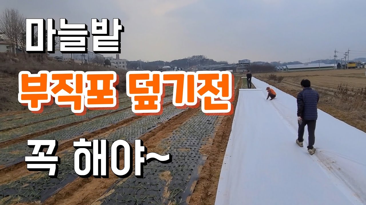 Это желательно сделать до того, как накрыть чесночное поле нетканым материалом.