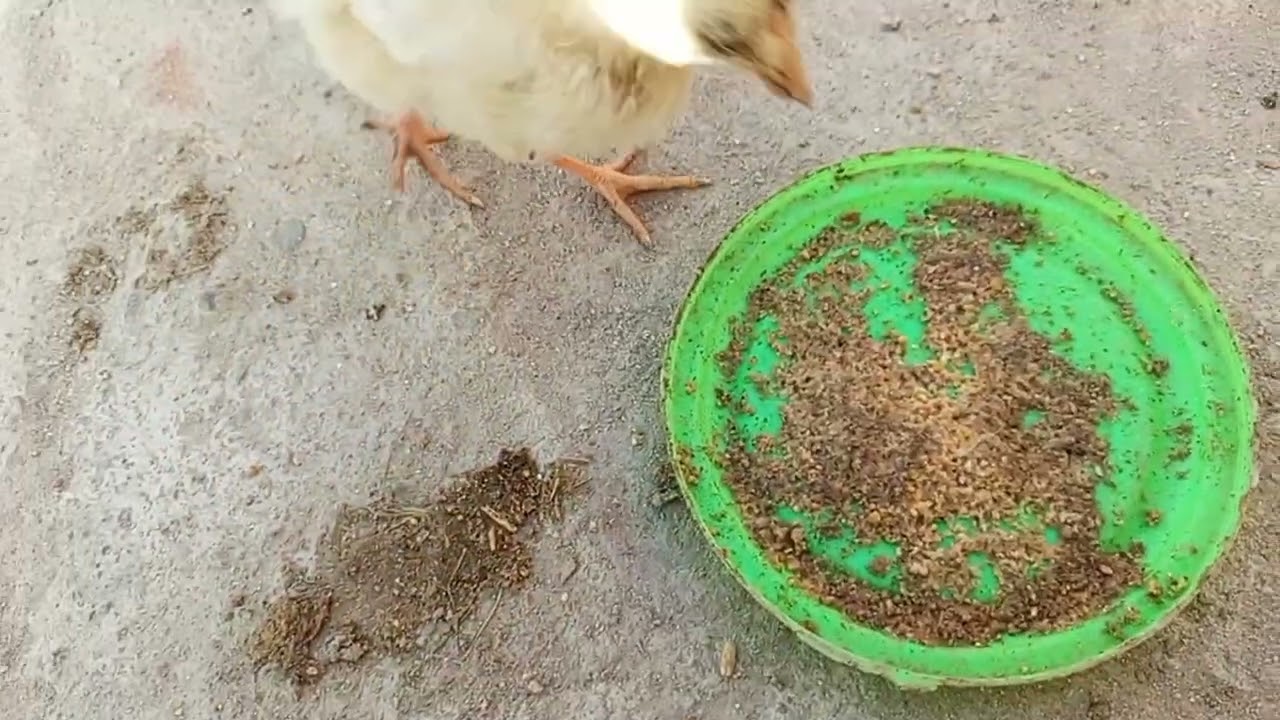My cute dove # pigeon video in YouTube 