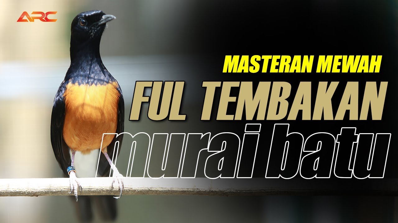 MURAI BATU GACOR FULL ISIAN TEMBAKAN DAN KRETEKAN AMPUH MENDONGKRAK EMOSI