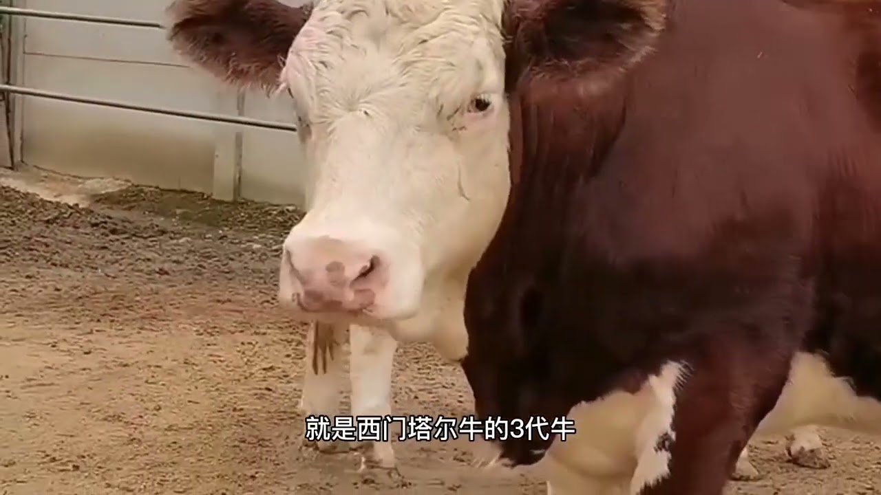 养牛小知识：西门塔尔牛为什么分四代，每代的区别在哪里！