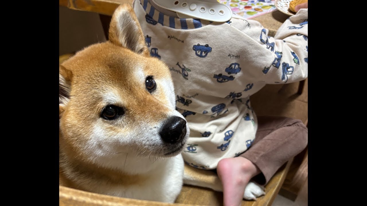 【LIVEアーカイブ】柴犬よもぎ🐕💨 風速12m/sの中夜の散歩