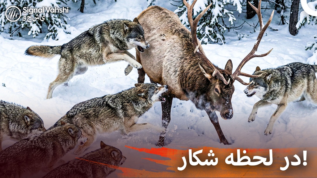 شکارچیان خاموش شمال: گرگ‌ها و طعمه‌هایشان | مستند ایرانی حیوانات