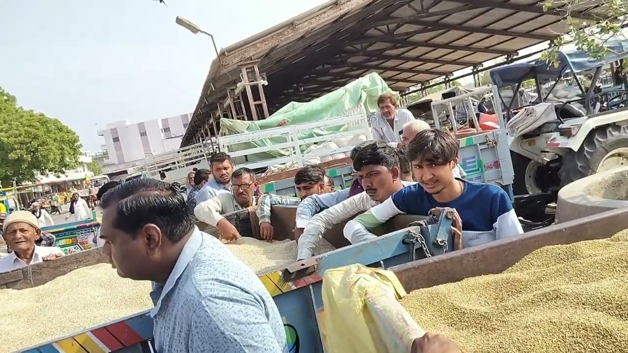 વરીયાળી// અને અનાજ કઠોળ ની હરાજી બોટાદ// 19/5/25//Botad market yard