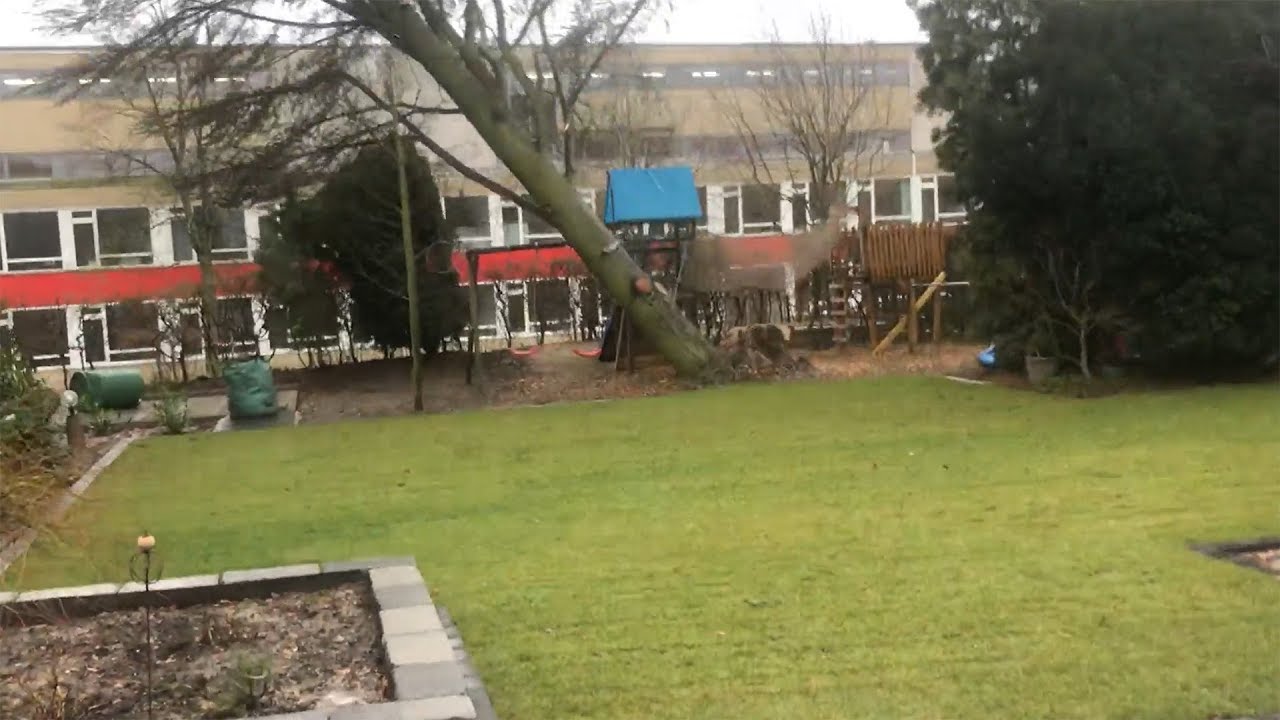 Orkan wirft Baum um