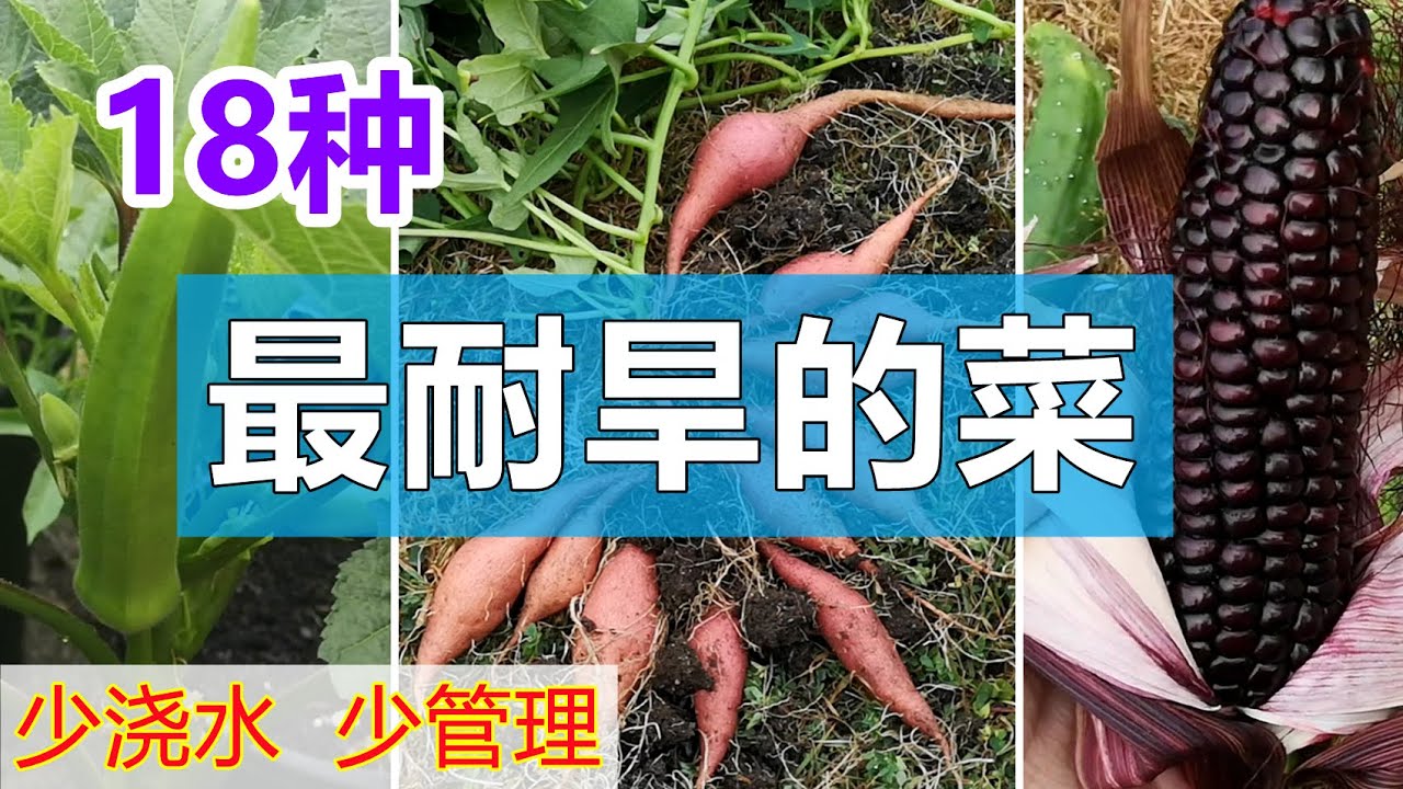 18种最耐旱的蔬菜, 少浇水少管理 18 most drought-tolerant vegetables