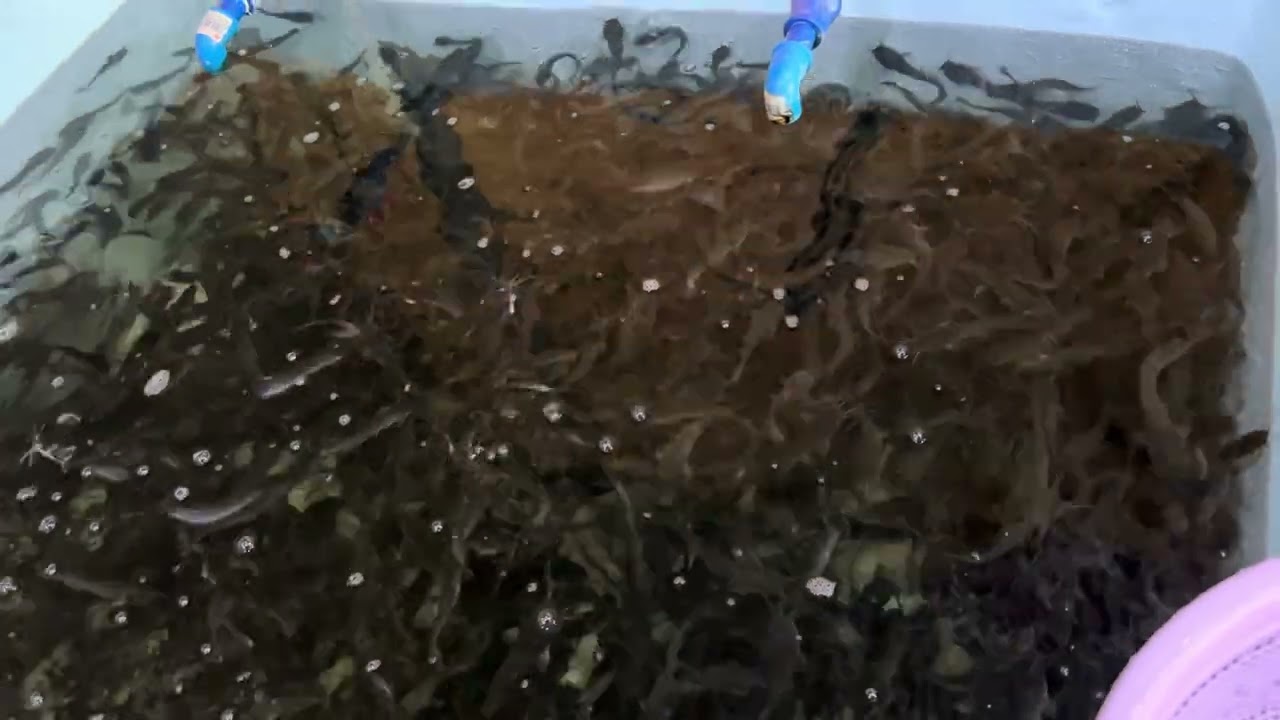 HITO FINGERLINGS BATANGAS CITY 09300226404