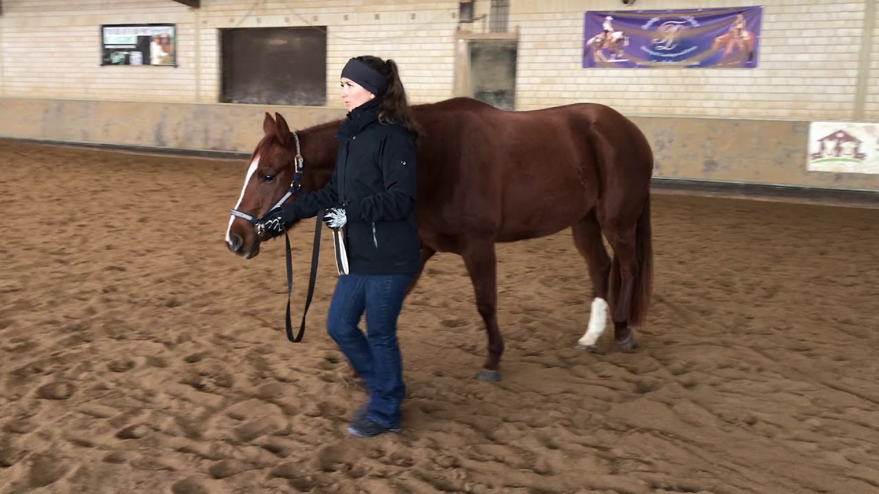 2. Showmanship Video mit Sophie & Paris