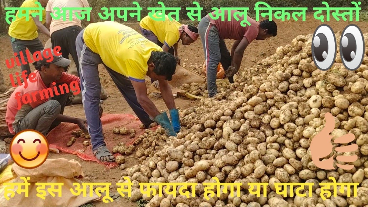 How to sell potato on village farmers|गांव में आलू खेत से निकलकर किस तरीके से बेचा जाता है देखिए🙏🥔😭🙏