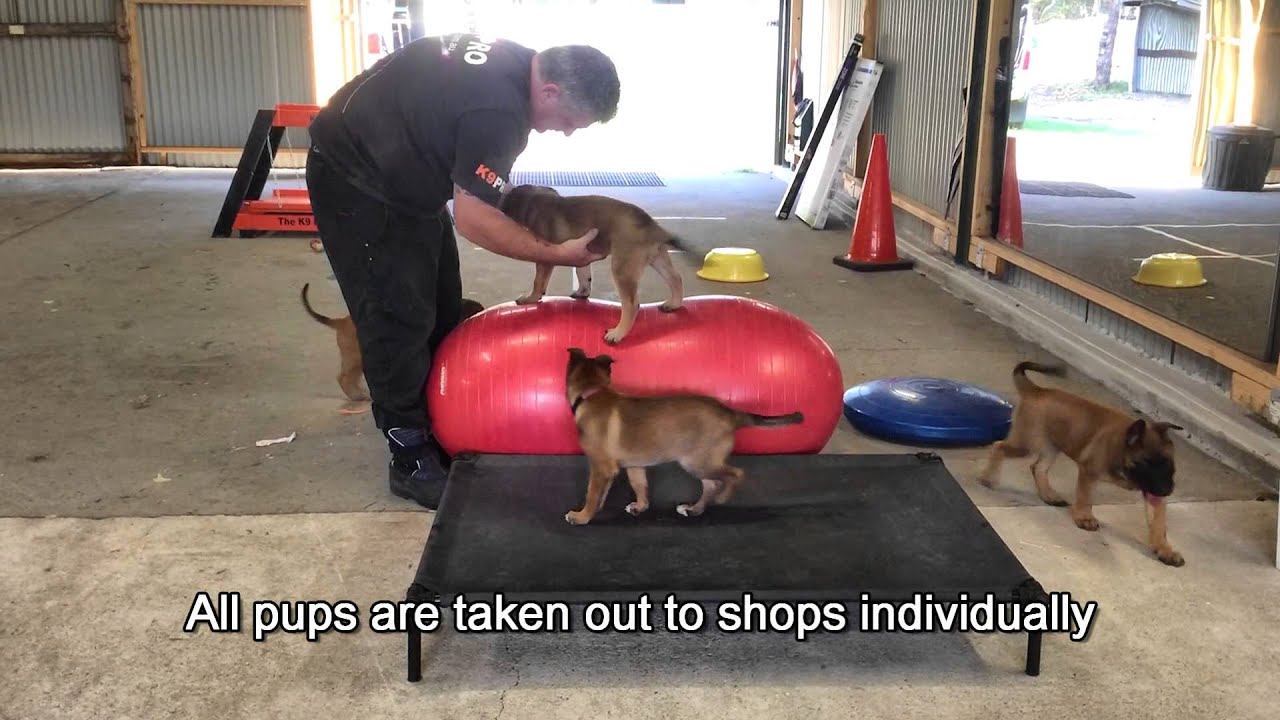 Malinois pups by Herzhund Malinois