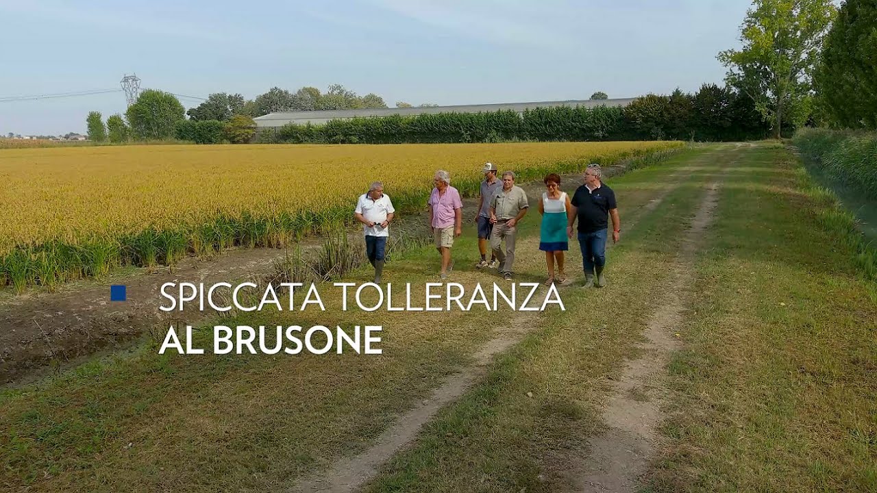Riso Argo, variet&agrave; a granella media, resistente al brusone, ottimo potenziale produttivo