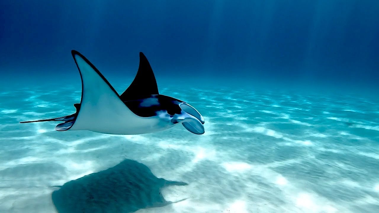 Glide to Sleep with Manta Rays 🌊 Calm Deep Ocean Ambience in 4K (25 Minutes)